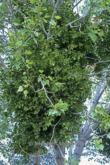 phoradendron leucarpum ssp macrophyllum 1 graphic